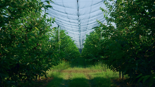 空的农业综合企业果园种植园视频