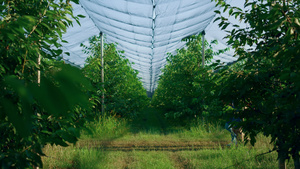 农艺师夫妇检查夏季花园种植园的植物产品栽培24秒视频