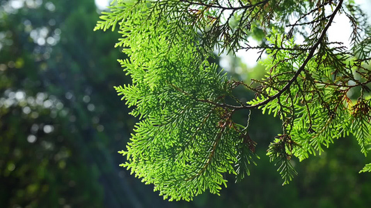 阳光树木树林视频