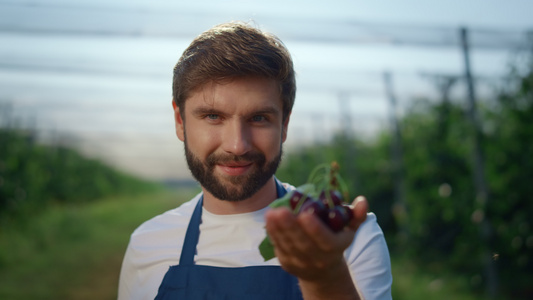 成功的男性企业家在夏季收获季节持有新鲜浆果视频