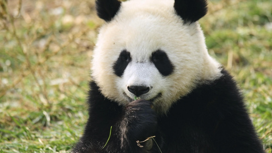 4K西安秦岭四宝科学公园的大熊猫视频