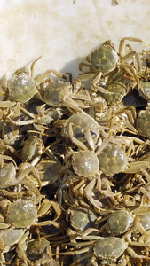 河蟹盘锦甲壳纲动物毛蟹秋季食品美味特产成蟹养殖视频