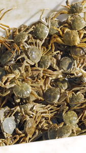 河蟹盘锦甲壳纲动物毛蟹秋季食品美味特产营养丰富视频