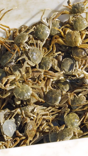 河蟹盘锦甲壳纲动物毛蟹秋季食品美味特产营养丰富27秒视频