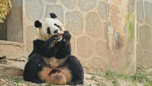 4K西安秦岭四宝科学公园的大熊猫20秒视频