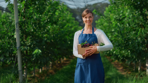 在农业有机樱桃农场拿着盒子的花园女人收获的概念10秒视频