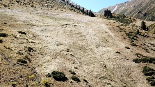 秋天在山上黄草绿纤维视频