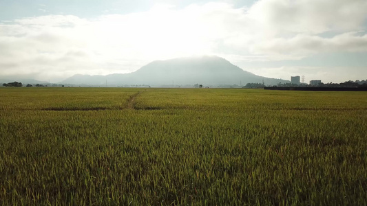 清晨飞越黄稻田的空中飞行视频