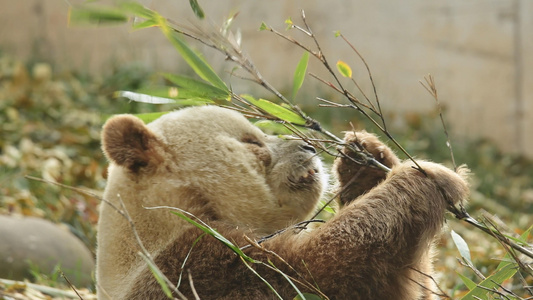 4K大熊猫七仔视频