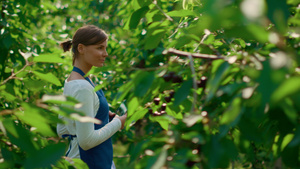 女农艺师在现代绿色农场用平板电脑检查植物质量17秒视频