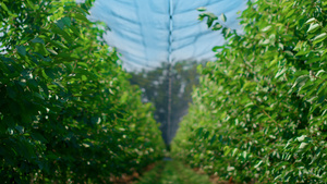 农田上种植的园林树木在农村生产新鲜健康食品9秒视频