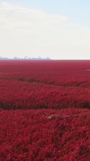 5A级红海滩国家风景廊道湿地碱蓬草57秒视频