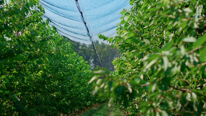 为素食者种植温室种植有机水果的绿树8秒视频