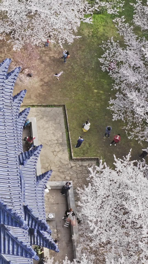 无锡太湖鼋头渚樱花楼航拍16秒视频