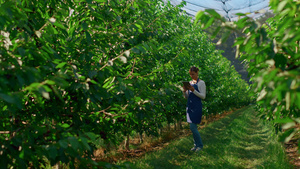 女农艺师收集数据分析种植园植物生长11秒视频