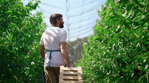 种植园工人在温室中运输新鲜水果收获箱19秒视频