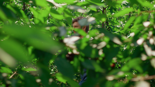 夏季在种植园种植绿色有机植物的农民视频