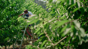 两个在大绿色农场工作的农民检查果树片剂的质量27秒视频