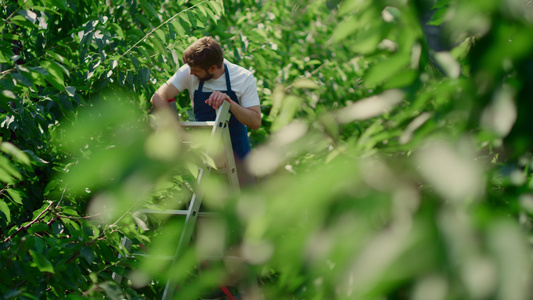 在阳光明媚的夏日果园概念中采摘有机樱桃的男农学家视频