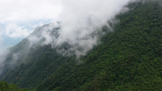 雨林在一山顶上被雾蒙住视频