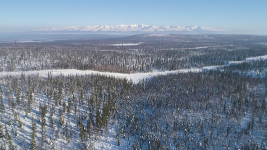 无人机在高海拔的针叶树上向前飞行背景上的雪山相机正在视频