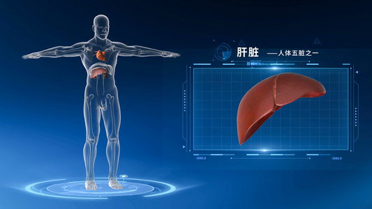 医学人体器官3D肝脏介绍视频视频
