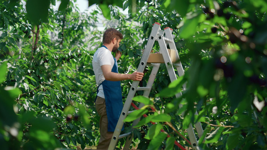 花园工人在宁静的花园阳光明媚的日子里收获红色新鲜酸樱桃视频