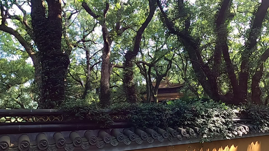 法雨寺[慧日]视频