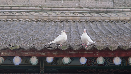 落在屋顶上的鸽子视频