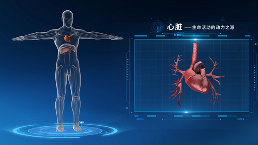 医学人体器官心脏视频视频