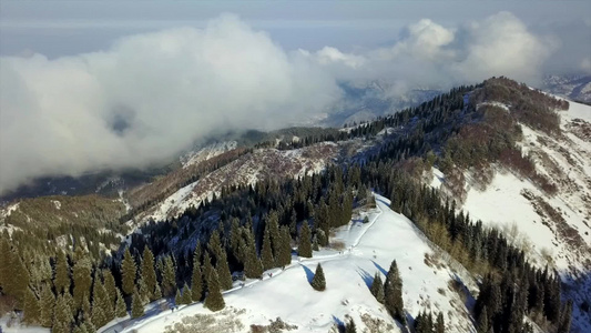 雪山和森林的视图视频