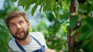 园艺工人在园艺阳光种植园肖像中采摘浆果树枝11秒视频