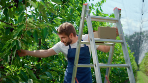 阳光明媚的日子里农民在大绿色种植园收获新鲜的红莓18秒视频