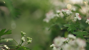露水滴中盛开的小花朵含苞待放13秒视频