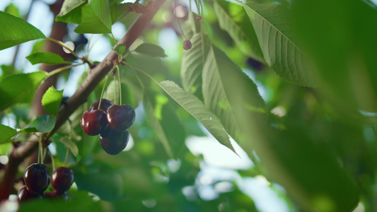 绿色生态农场特写镜头中园丁在阳光下手工采摘樱桃视频