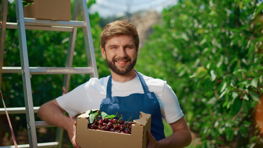 微笑的花园工人在天然农业种植园搬运樱桃箱视频