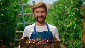 园丁在室外农田种植园拿着甜质朴的樱桃盒13秒视频