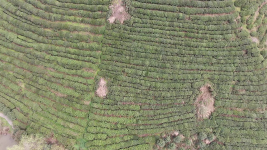 绿色茶园茶叶种植基地航拍 视频