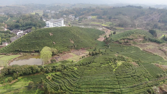 绿色茶园茶叶种植基地航拍 视频