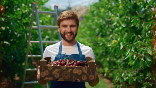 在果园温室里展示樱桃收获的农民拿着有机水果盒视频