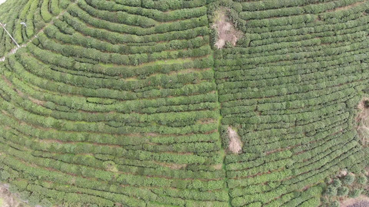 绿色茶园茶叶种植基地航拍 视频