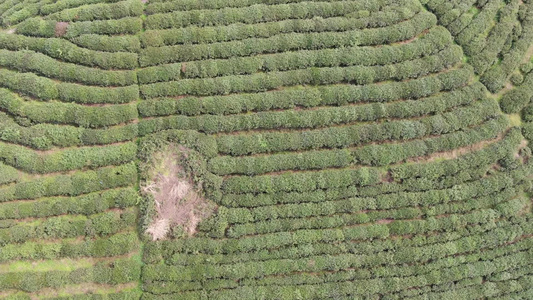 绿色茶园茶叶种植基地航拍 视频