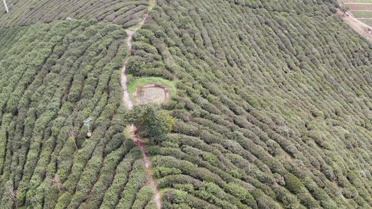 绿色茶园茶叶种植基地航拍 视频