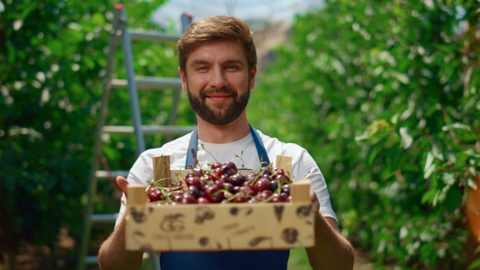 商业农民在果园温室种植园展示樱桃盒生态食品视频