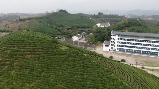 绿色茶园茶叶种植基地航拍 视频