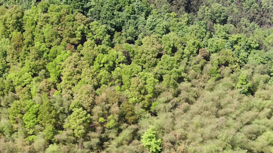 绿色森林植物航拍 视频