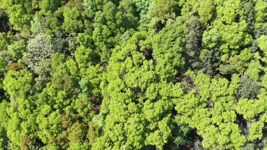 绿色森林植物航拍 视频