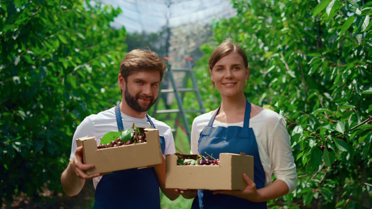 一对农民在当地商业农业种植园展示樱桃盒视频