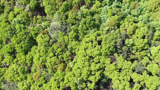 绿色森林植物航拍 视频