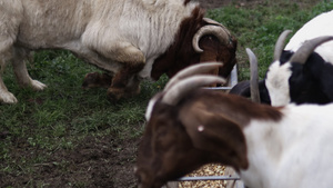 白角山羊吃谷物并大力推走一只年轻的山羊7秒视频